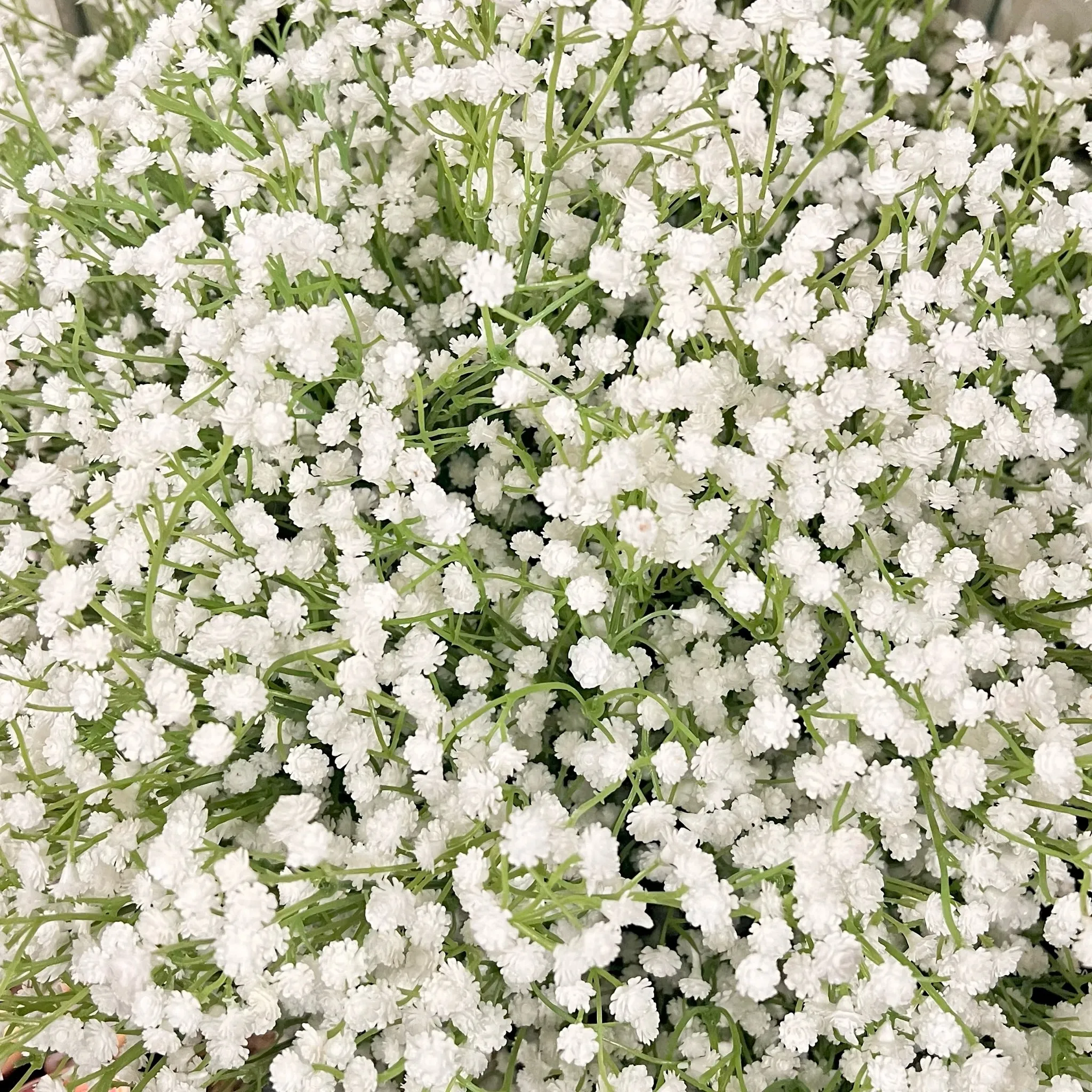 White Gypsy Bush, Large